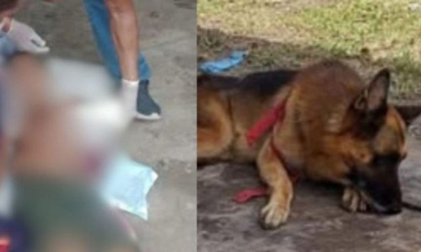 Pastor Alemão deitado com coleira vermelha após ataque a criança.