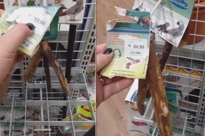 Pedaços de galhos à venda como brinquedos para animais em loja no Paraná, com preços de R$53,99 e R$94,99.