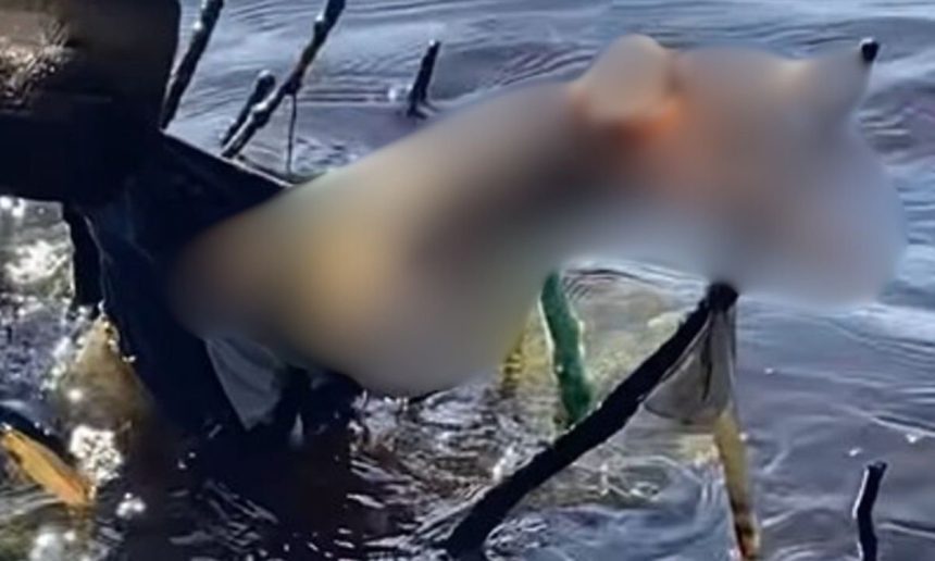 Perna humana boiando no Rio Solimões, próximo a Coari, Amazonas.