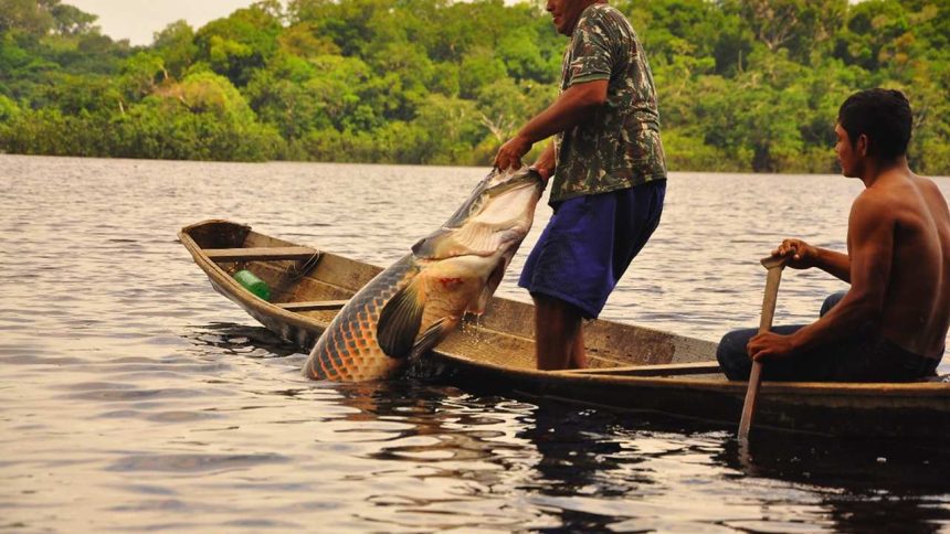 Pescador exibe pirarucu capturado em barco, com fundo de floresta.