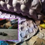 Ratos mortos em meio a embalagens de ovos e frutas, possivelmente em um local de armazenamento de produtos vencidos.