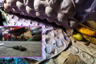 Ratos mortos em meio a embalagens de ovos e frutas, possivelmente em um local de armazenamento de produtos vencidos.