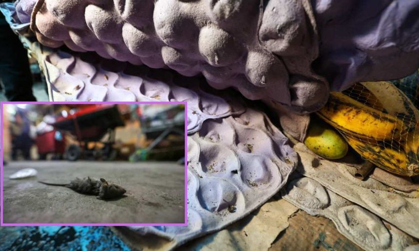 Ratos mortos em meio a embalagens de ovos e frutas, possivelmente em um local de armazenamento de produtos vencidos.