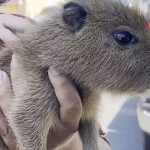 Um filhote de capivara sendo gentilmente acariciado por mãos humanas