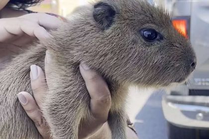 Um filhote de capivara sendo gentilmente acariciado por mãos humanas