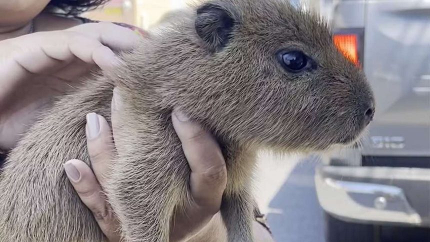 Um filhote de capivara sendo gentilmente acariciado por mãos humanas