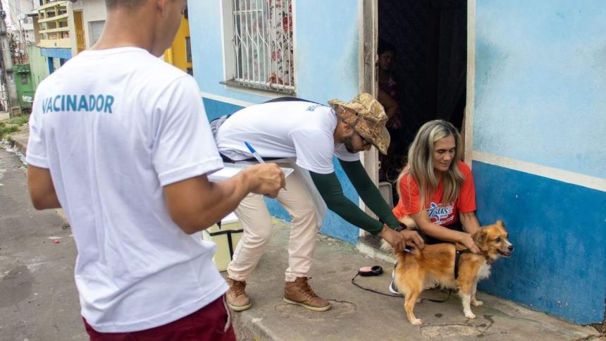 Vacinação antirrábica em Manaus: equipe aplica vacina em cachorro