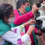 Vacinação de gato em mutirão de saúde na zona Norte de Manaus