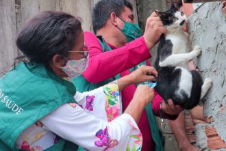 Vacinação de gato em mutirão de saúde na zona Norte de Manaus