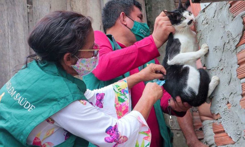 Vacinação de gato em mutirão de saúde na zona Norte de Manaus