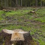 Produtor rural é condenado por desmatamento de 166 hectares no Amazonas