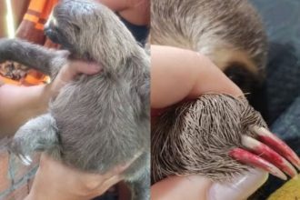 Filhote de bicho-preguiça com unhas pintadas é resgatado em Parintins