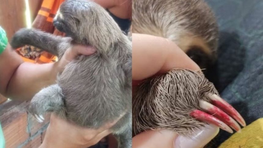 Filhote de bicho-preguiça com unhas pintadas é resgatado em Parintins