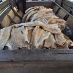 Mais de duas toneladas de pirarucu são apreendidas durante fiscalização da PF no AM