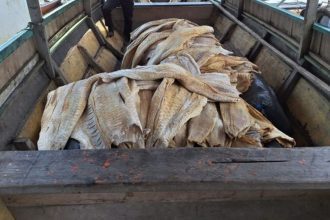 Mais de duas toneladas de pirarucu são apreendidas durante fiscalização da PF no AM