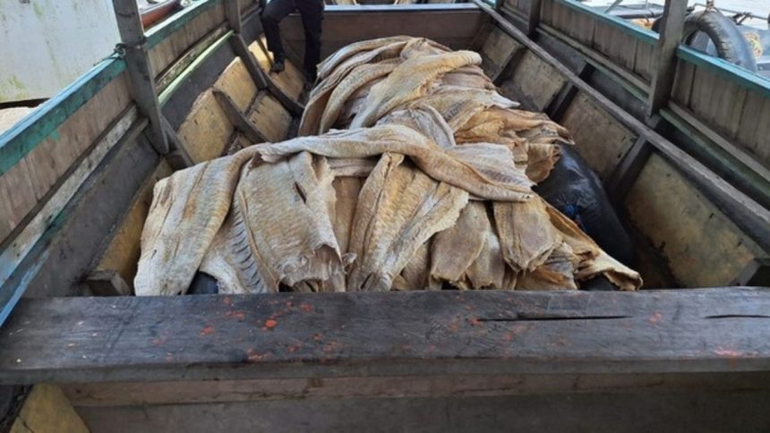 Mais de duas toneladas de pirarucu são apreendidas durante fiscalização da PF no AM