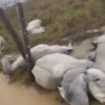 Raio atinge e mata gado em fazenda no interior do Amazonas