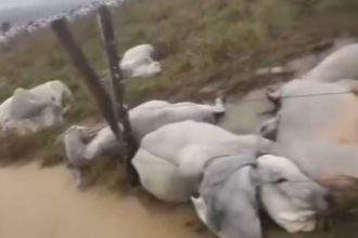 Raio atinge e mata gado em fazenda no interior do Amazonas