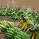 Adaf faz alerta para risco de pragas em plantações de banana no Amazonas