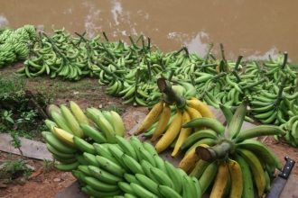 Adaf faz alerta para risco de pragas em plantações de banana no Amazonas
