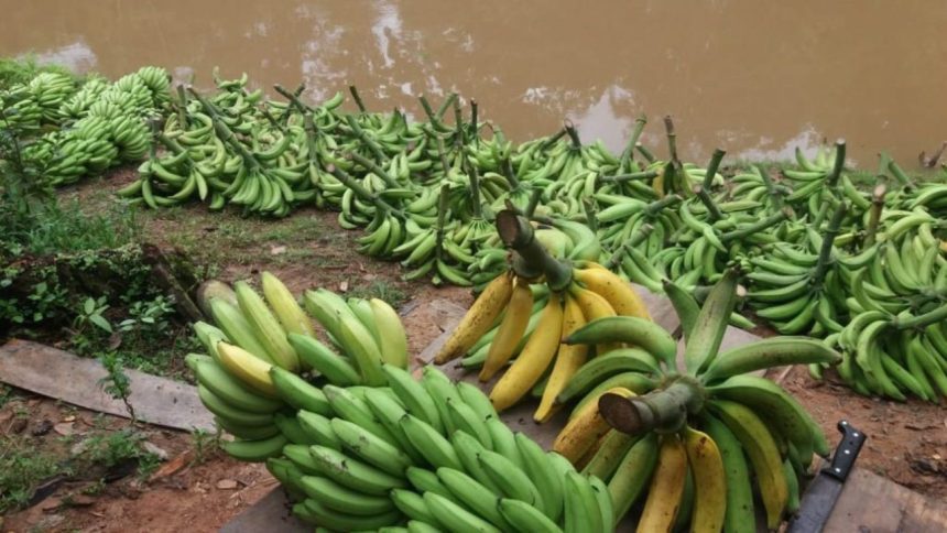 Adaf faz alerta para risco de pragas em plantações de banana no Amazonas