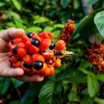 Maués é reconhecida como a capital brasileira do guaraná