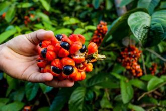 Maués é reconhecida como a capital brasileira do guaraná