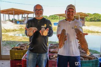 Agricultores do Amazonas exibem mandiocas, produto agrícola regional, promovendo o cooperativismo.