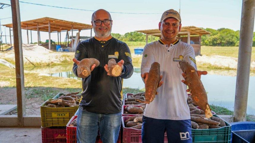 Agricultores do Amazonas exibem mandiocas, produto agrícola regional, promovendo o cooperativismo.