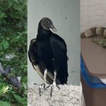 Animais silvestres resgatados pelo Ipaam: crocodilo, urubu e iguana.