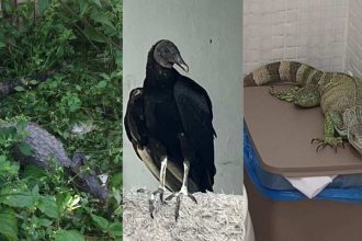 Animais silvestres resgatados pelo Ipaam: crocodilo, urubu e iguana.