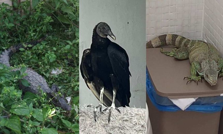Animais silvestres resgatados pelo Ipaam: crocodilo, urubu e iguana.