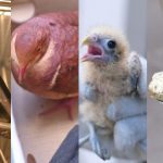 Animais silvestres resgatados pelo Ipaam em Manaus: tamanduá, pomba, filhote de ave e iguana.