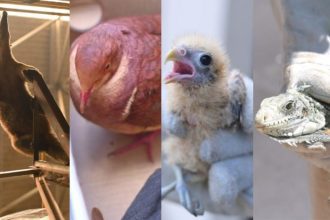 Animais silvestres resgatados pelo Ipaam em Manaus: tamanduá, pomba, filhote de ave e iguana.