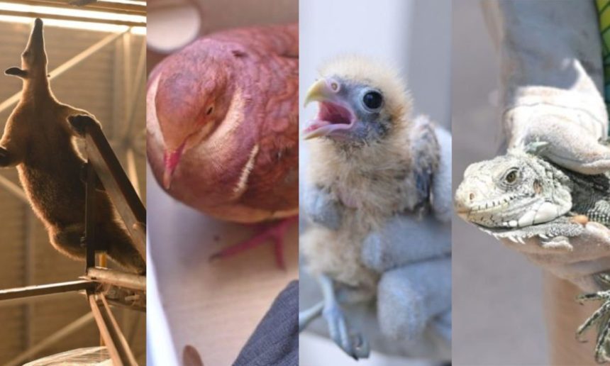 Animais silvestres resgatados pelo Ipaam em Manaus: tamanduá, pomba, filhote de ave e iguana.