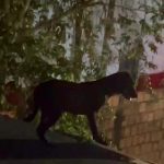 Cachorro escuro caminha em um telhado, cercado por árvores e vegetação, em Parintins.
