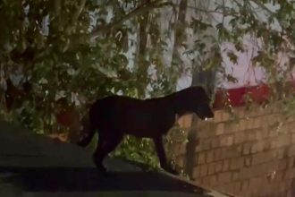 Cachorro escuro caminha em um telhado, cercado por árvores e vegetação, em Parintins.