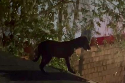 Cachorro escuro caminha em um telhado, cercado por árvores e vegetação, em Parintins.