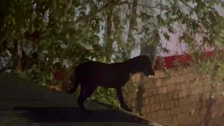 Cachorro escuro caminha em um telhado, cercado por árvores e vegetação, em Parintins.