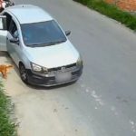 Cadela e filhotes abandonados em área de mata perto de carro.