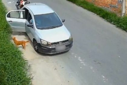 Cadela e filhotes abandonados em área de mata perto de carro.