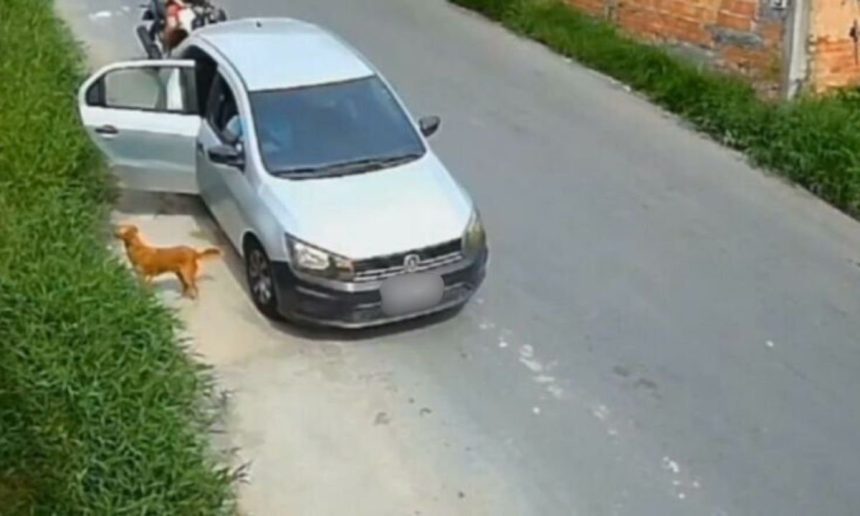 Cadela e filhotes abandonados em área de mata perto de carro.