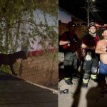 Cadela resgatada por bombeiros no telhado de uma casa.