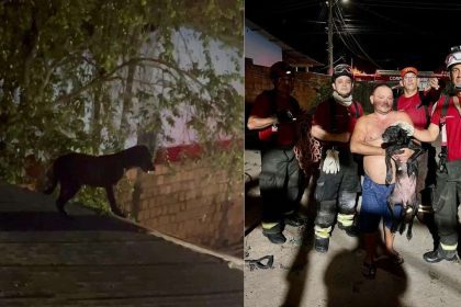 Cadela resgatada por bombeiros no telhado de uma casa.