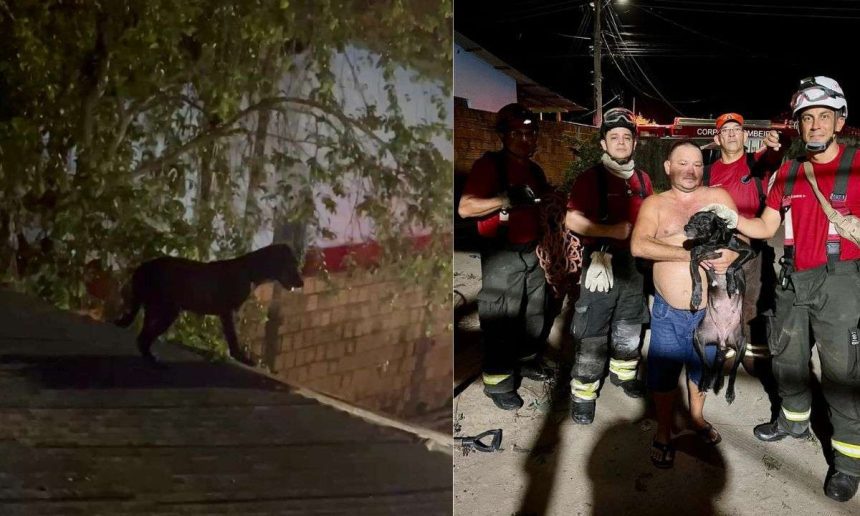 Cadela resgatada por bombeiros no telhado de uma casa.