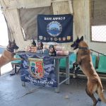 Cães farejadores da polícia em operação apreendem drogas.