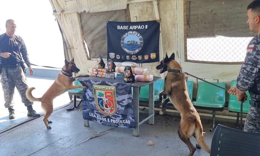Cães farejadores da polícia em operação apreendem drogas.