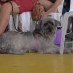 Cão cinza deitado no chão, aguardando castração gratuita no Shopping Ponta Negra.