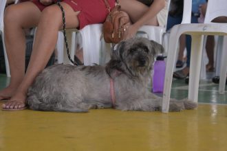 Cão cinza deitado no chão, aguardando castração gratuita no Shopping Ponta Negra.