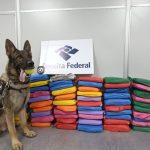 Cão farejador da Receita Federal com apreensão de drogas.